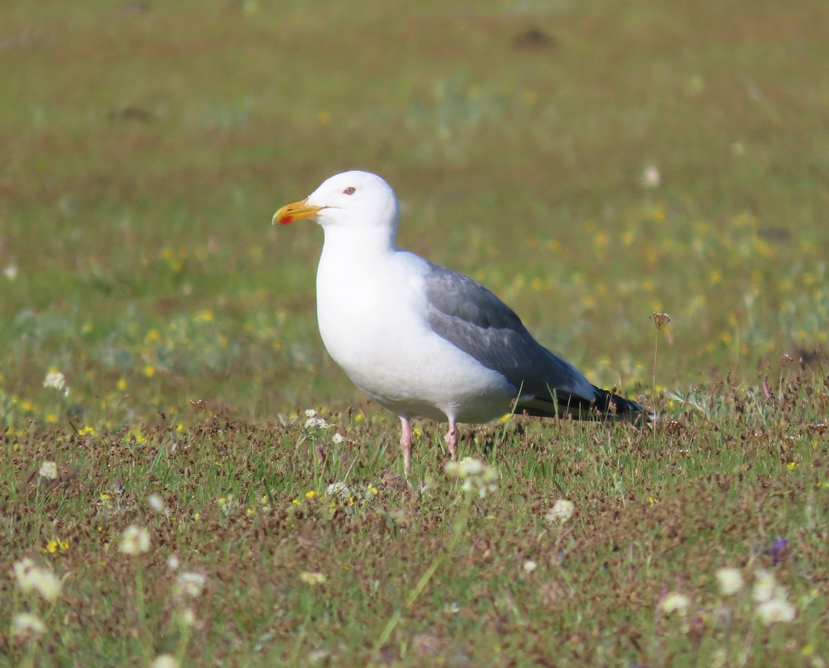Herring Gull (Mongolian) - ML620515339