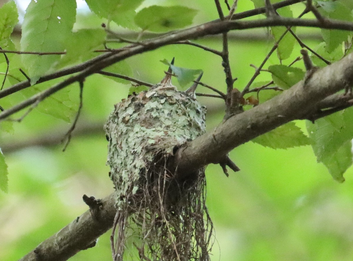 Colibrí Gorjirrubí - ML620515341