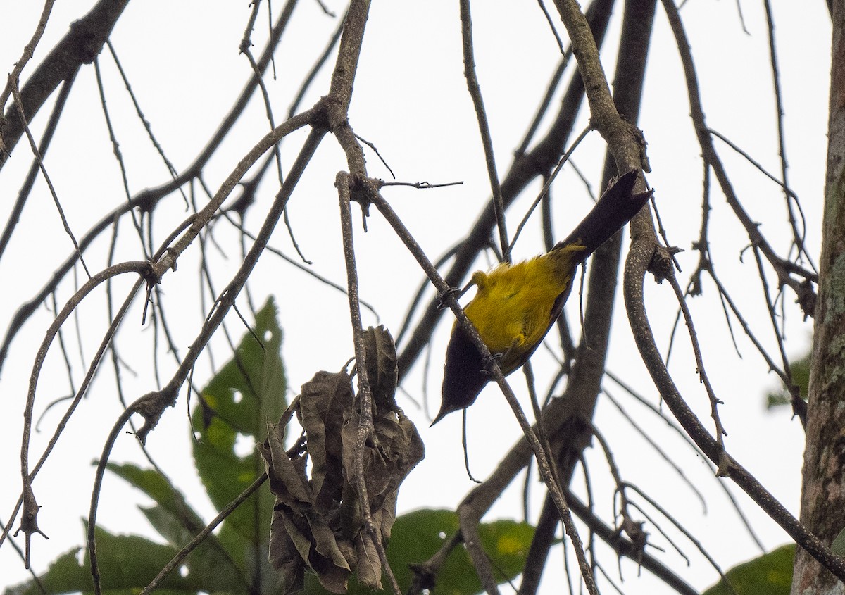 Black-cowled Oriole - Forest Botial-Jarvis