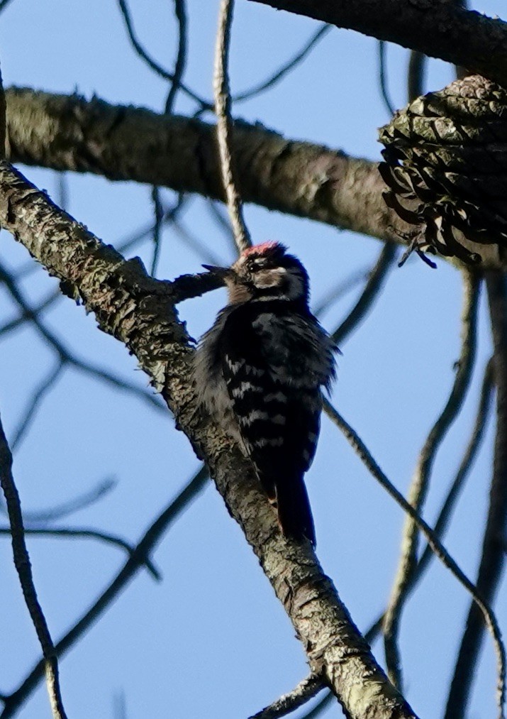 Lesser Spotted Woodpecker - ML620515345