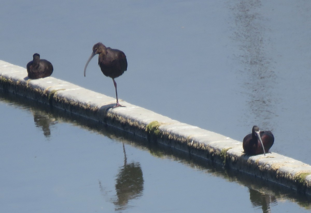 Ibis à face blanche - ML620515346