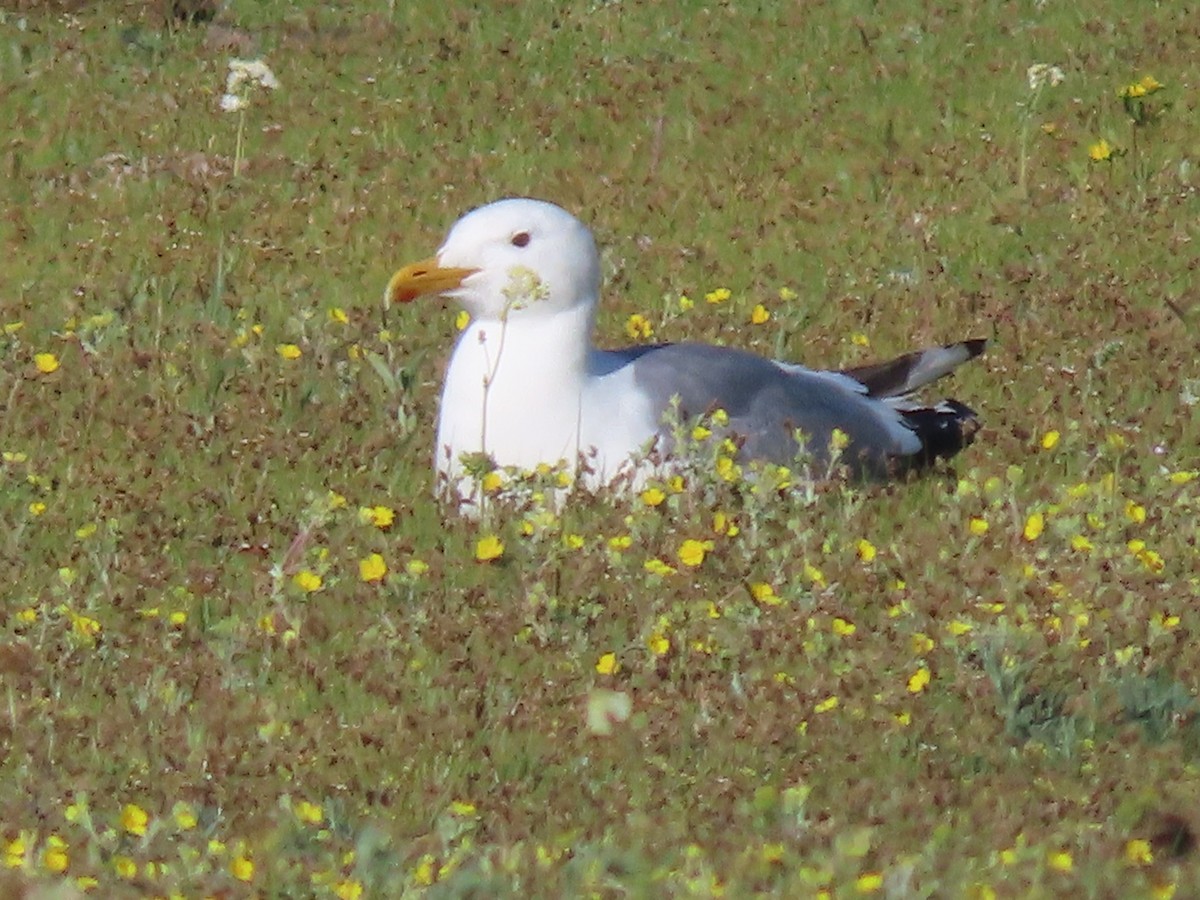 Herring Gull (Mongolian) - ML620515347