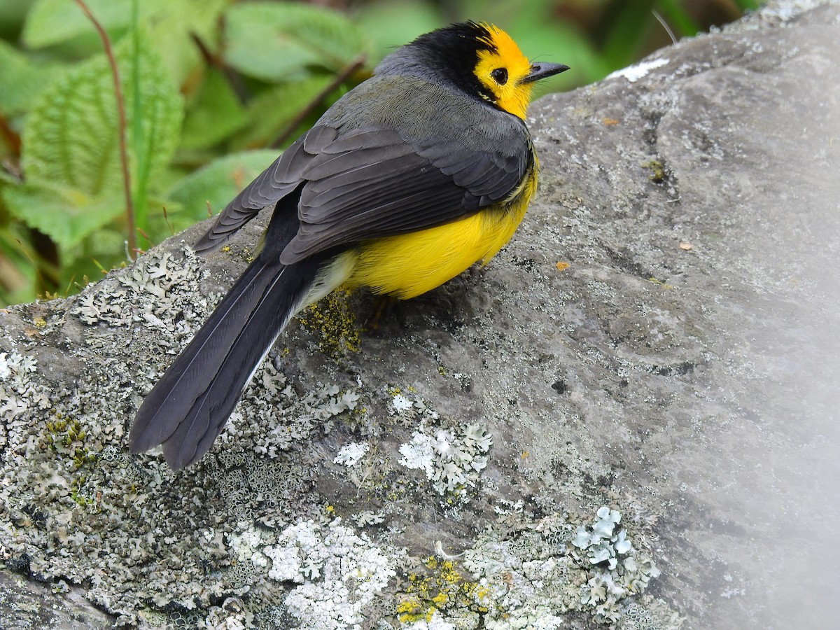 Golden-fronted Redstart - ML620515353