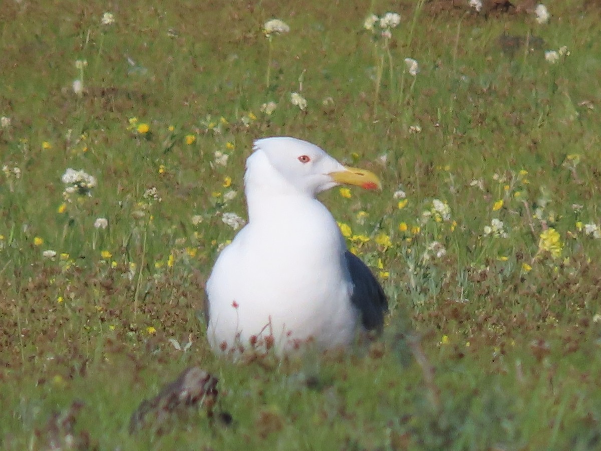Herring Gull (Mongolian) - ML620515354