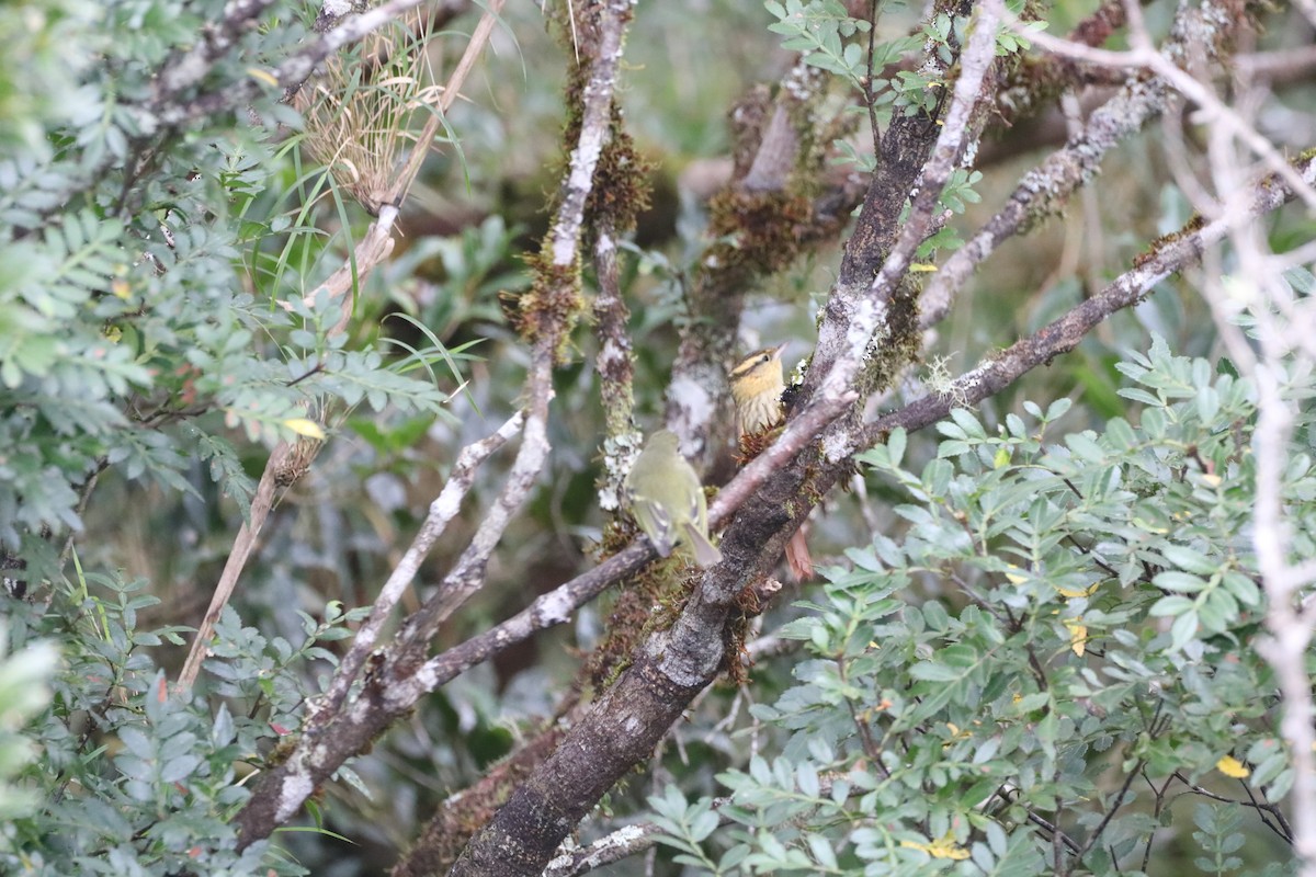 Sharp-billed Treehunter - ML620515356