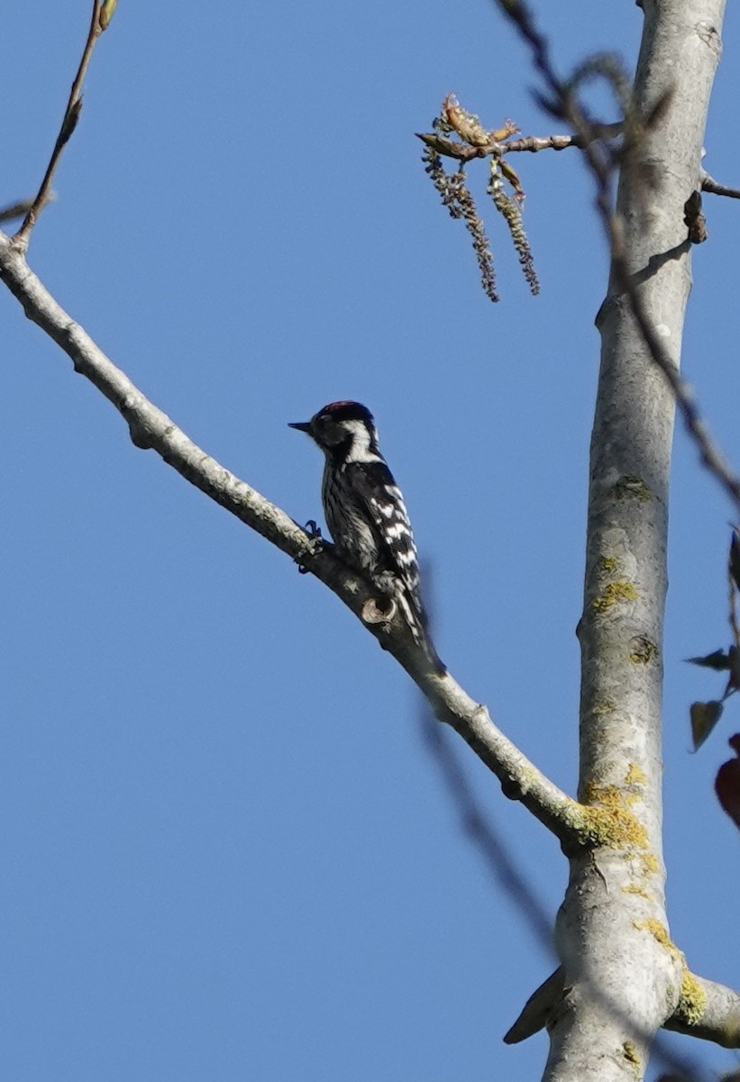 Lesser Spotted Woodpecker - ML620515357