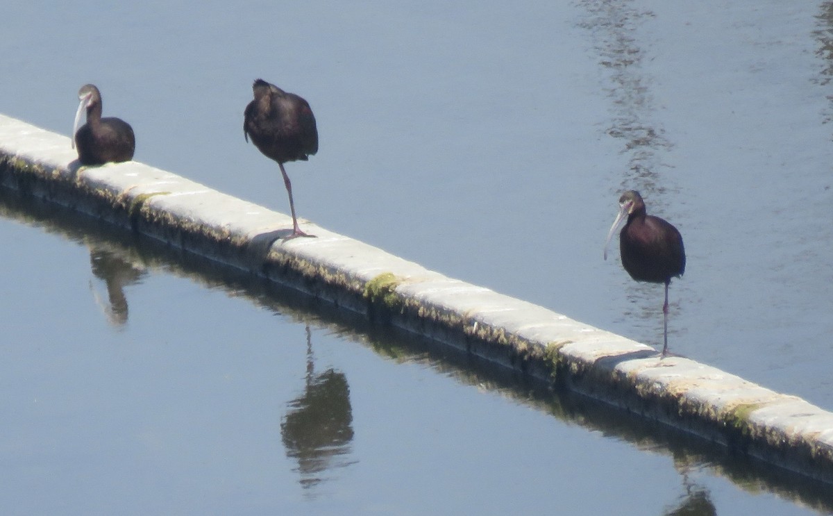 White-faced Ibis - ML620515358