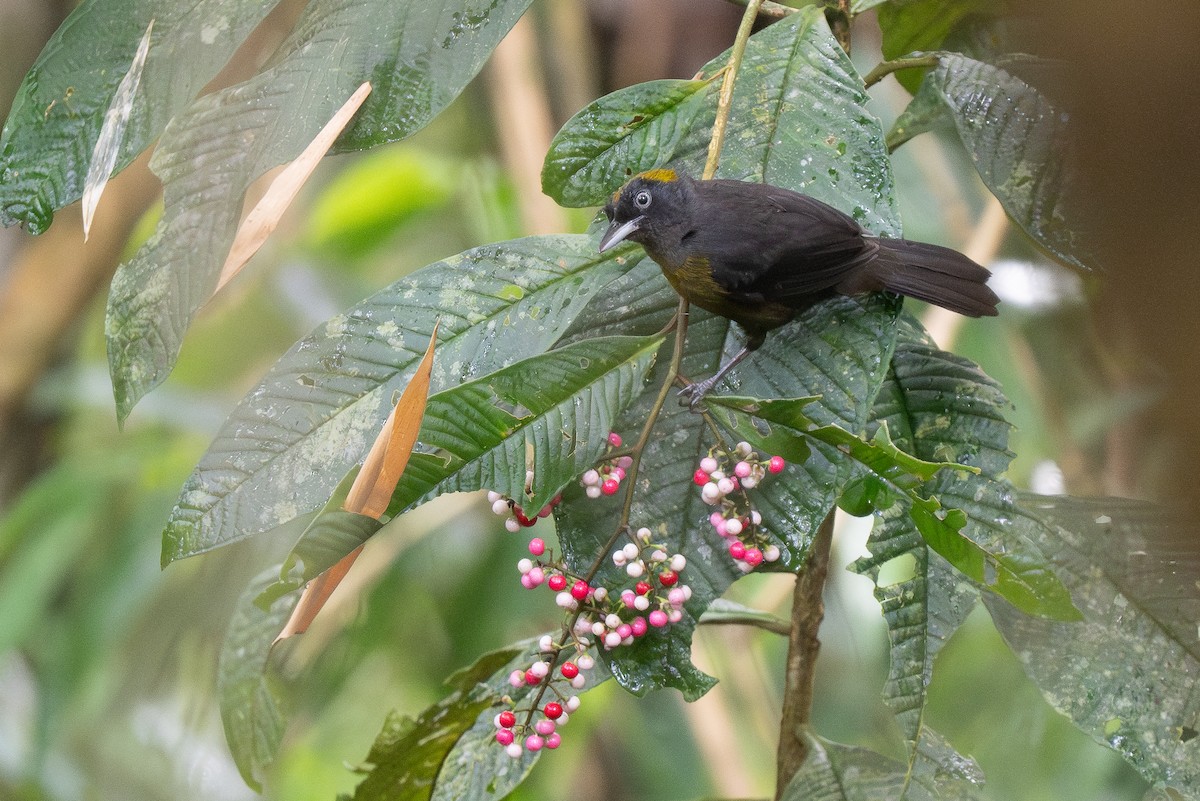 Dusky-faced Tanager - ML620515360