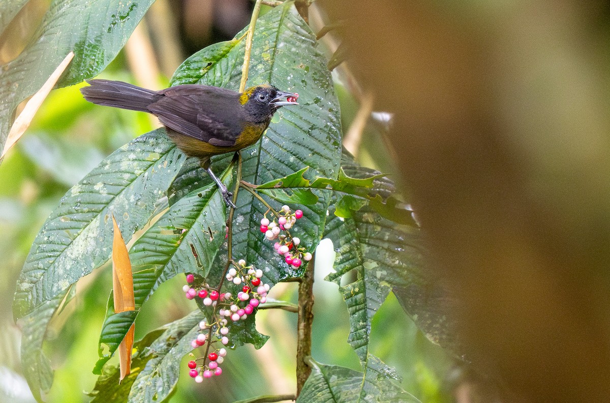 Dusky-faced Tanager - ML620515362