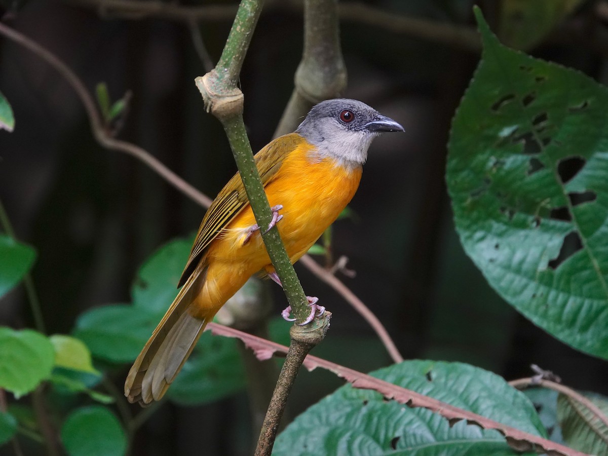 Gray-headed Tanager - ML620515367