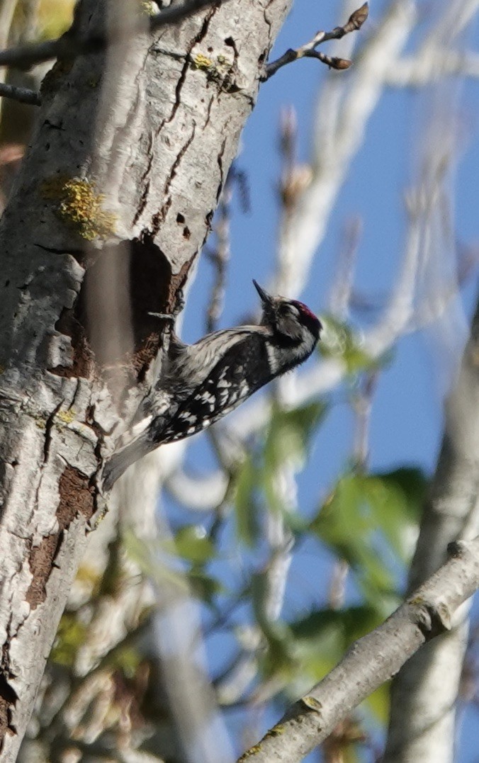 Lesser Spotted Woodpecker - ML620515368