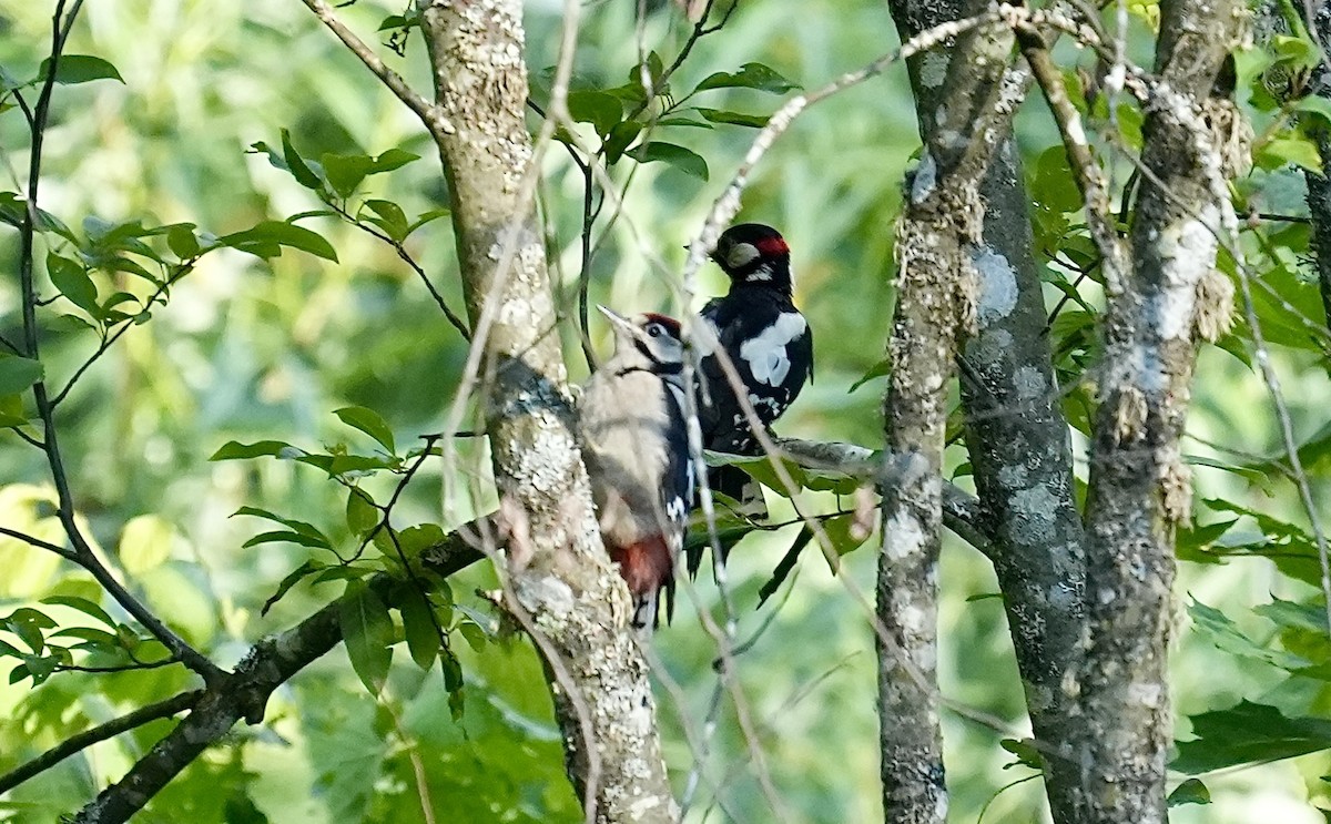 Great Spotted Woodpecker - ML620515370