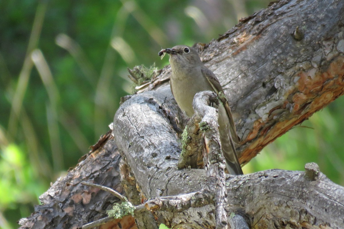 Townsend's Solitaire - ML620515372