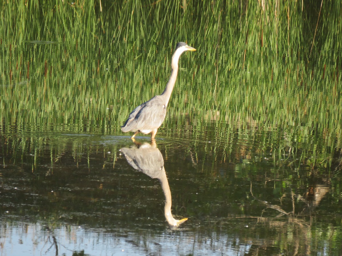 Great Blue Heron - ML620515376