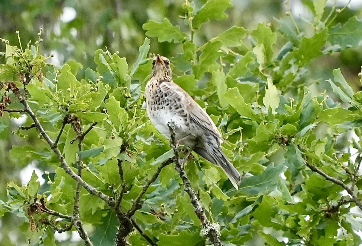 Fieldfare - ML620515378