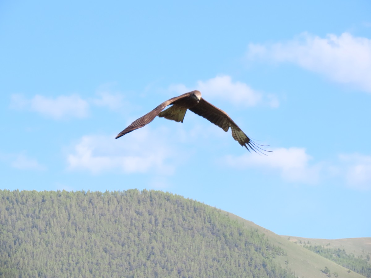 Black Kite (Black-eared) - ML620515381