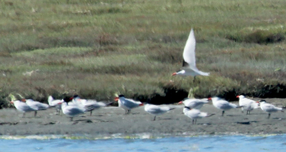 Caspian Tern - ML620515383