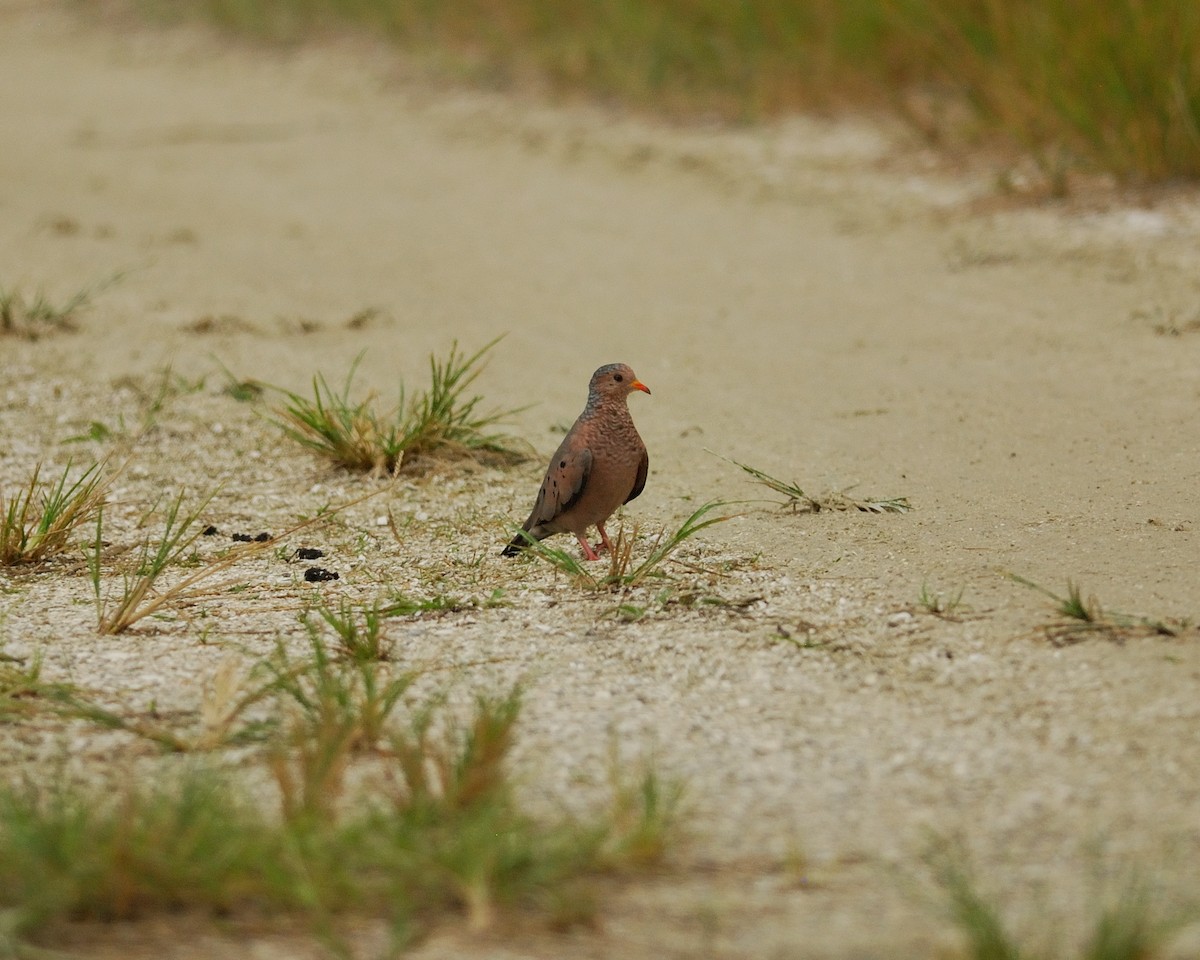 Common Ground Dove - ML620515385