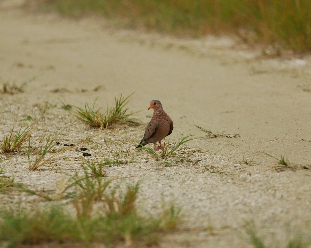 Common Ground Dove - ML620515386