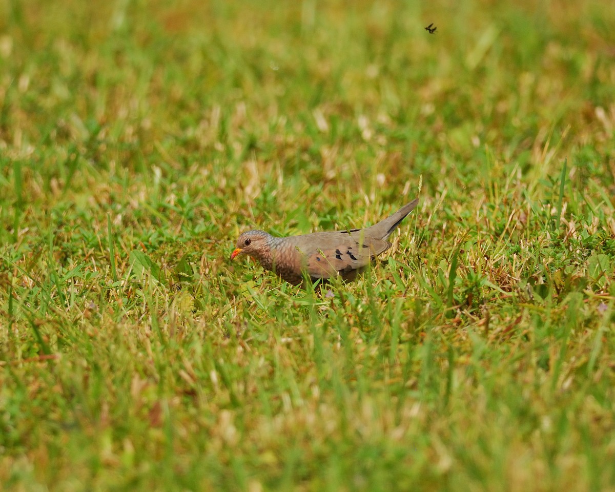 Common Ground Dove - ML620515387