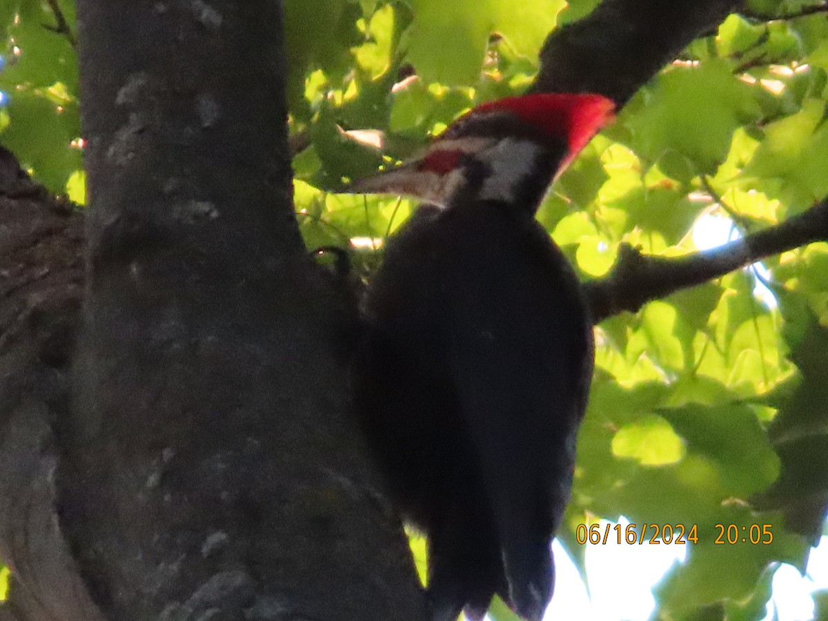 Pileated Woodpecker - ML620515388