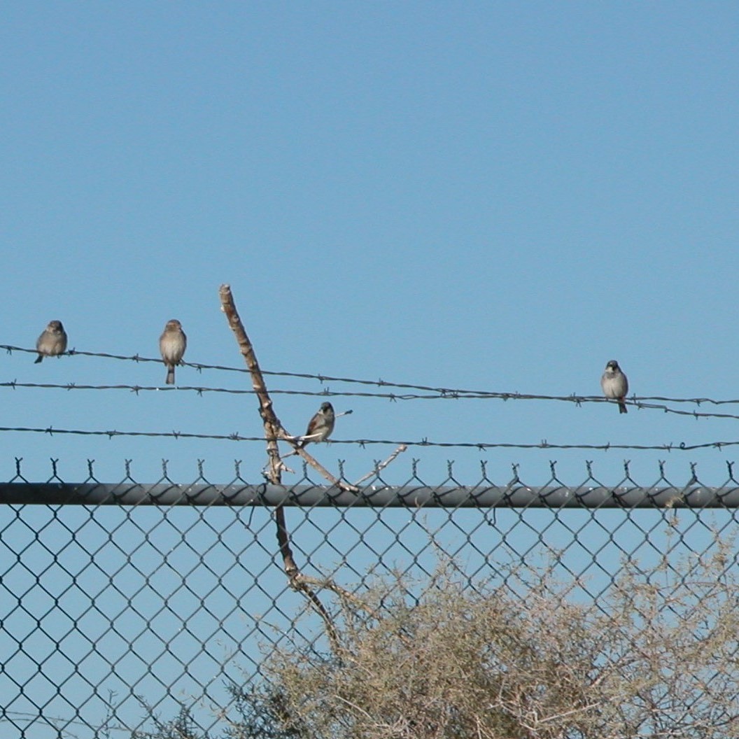 House Sparrow - ML620515391