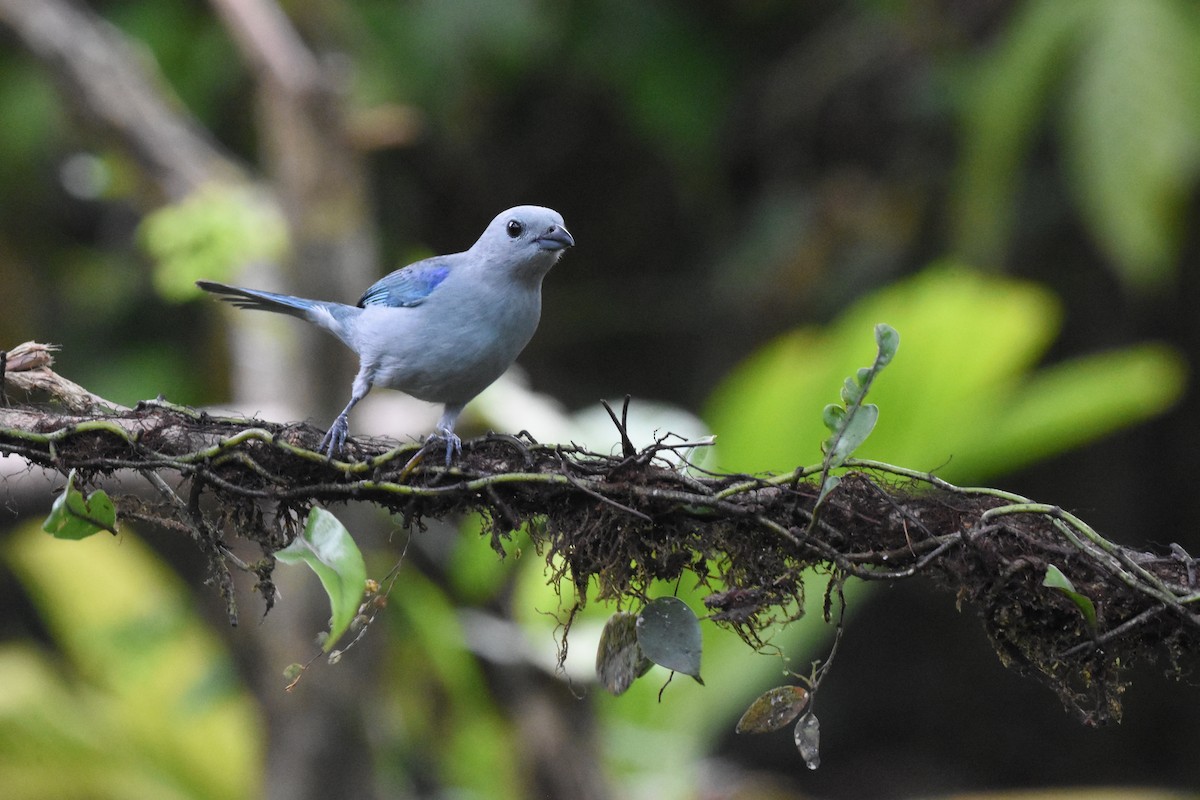 Blue-gray Tanager - ML620515393