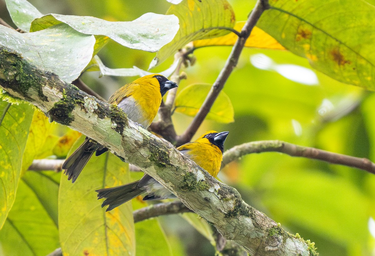 Black-faced Grosbeak - Forest Botial-Jarvis