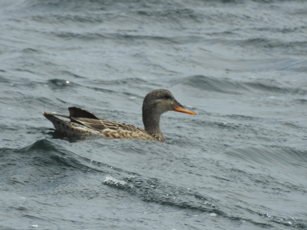 Gadwall - ML620515407