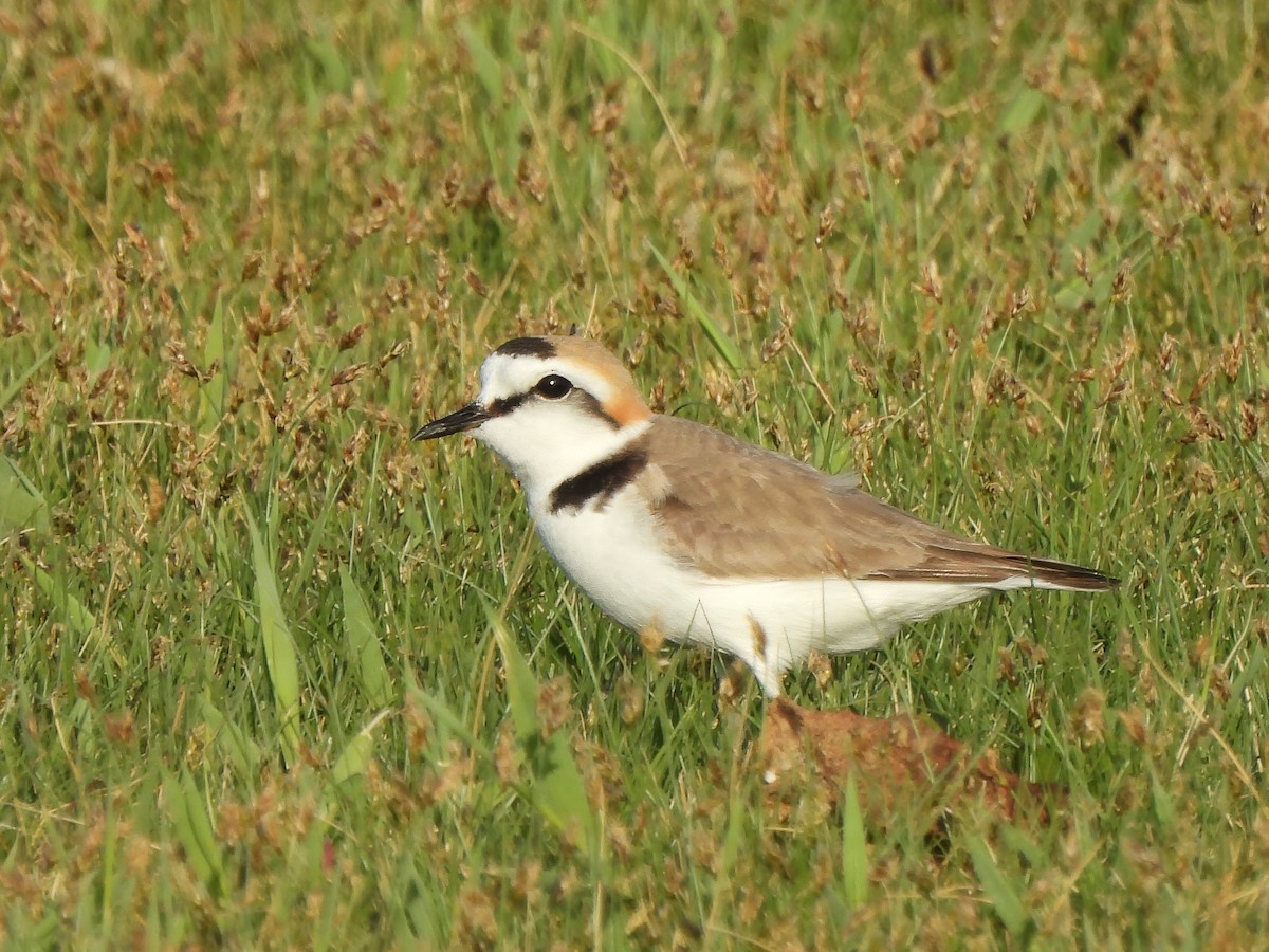 Kentish Plover - ML620515409