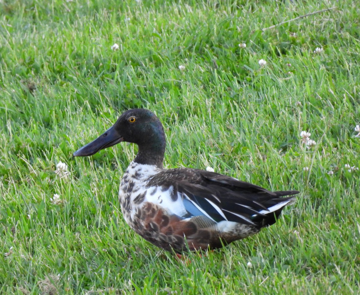 Northern Shoveler - ML620515410