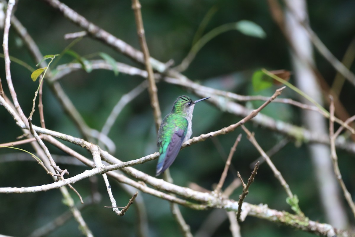 Violet-capped Woodnymph - ML620515412