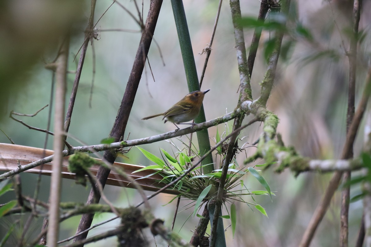 Ochre-faced Tody-Flycatcher - ML620515416