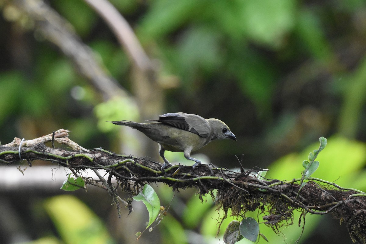 Palm Tanager - ML620515417