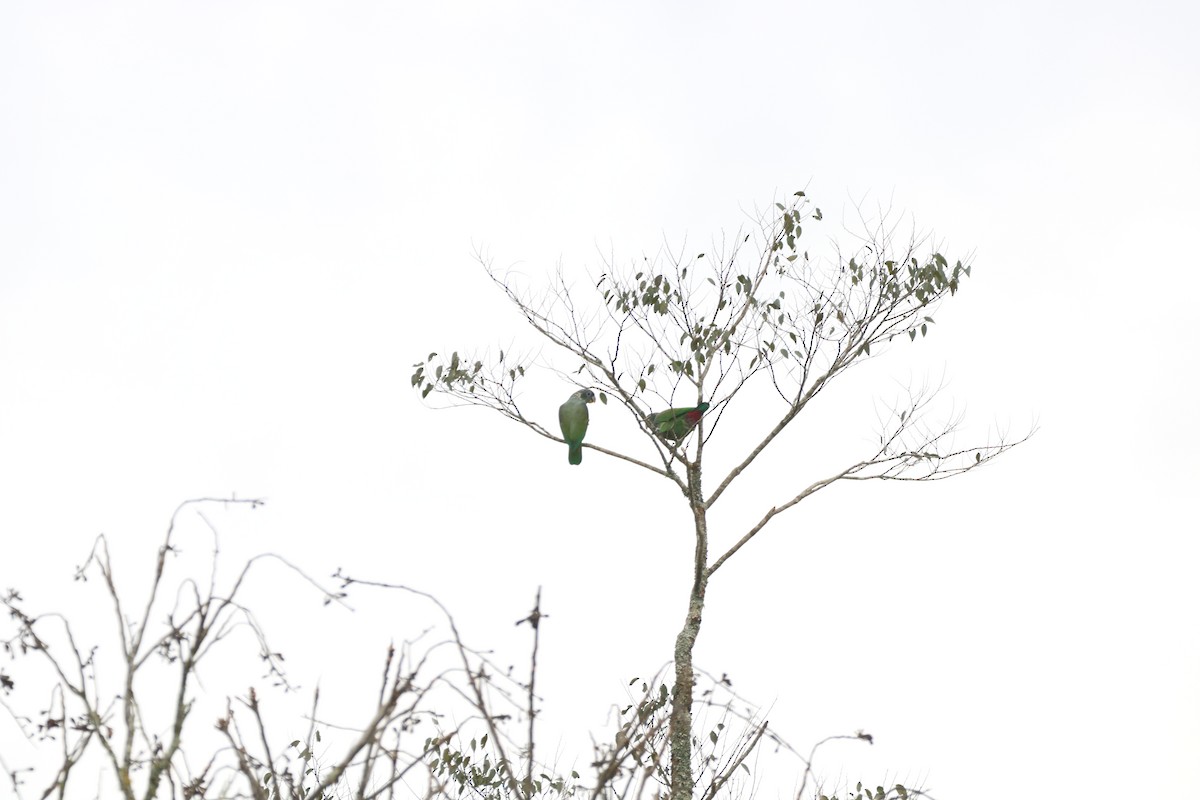 Scaly-headed Parrot - Henrique Ressel