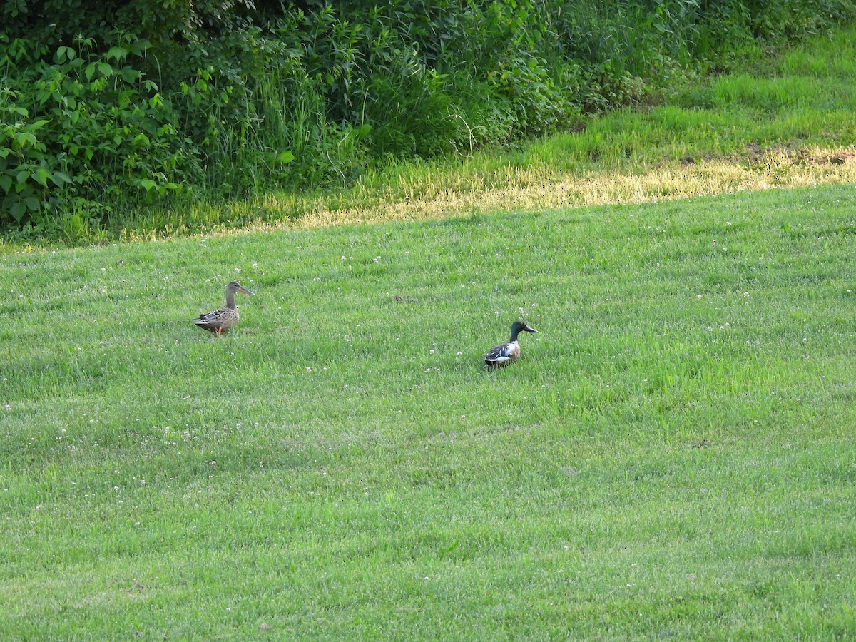 Northern Shoveler - ML620515421