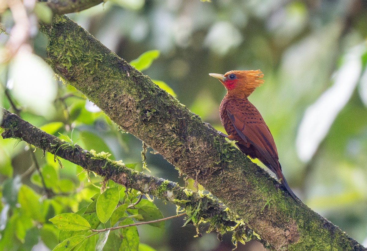 Chestnut-colored Woodpecker - ML620515425