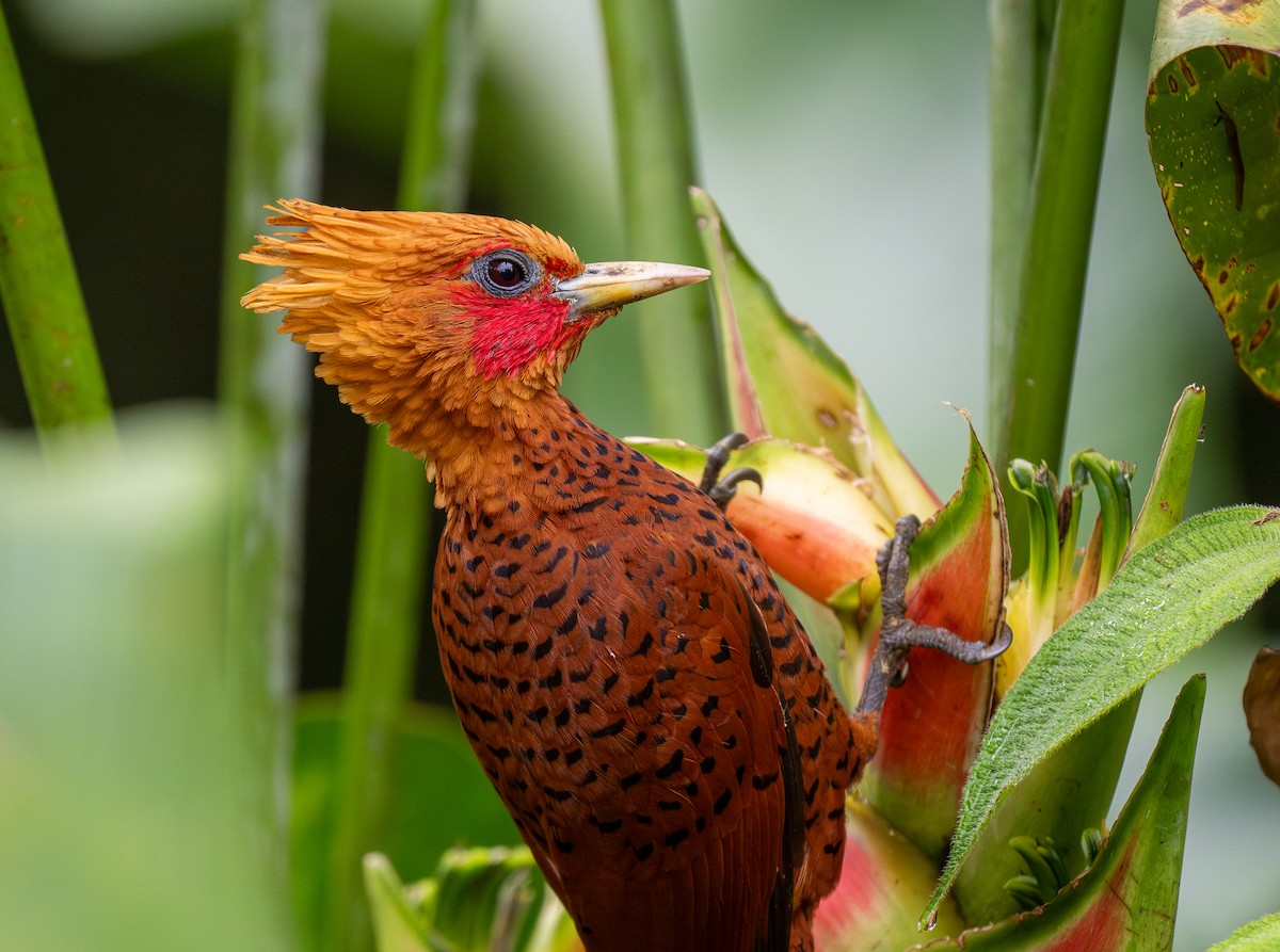 Chestnut-colored Woodpecker - ML620515426