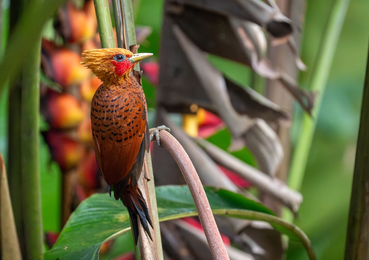 Chestnut-colored Woodpecker - ML620515428