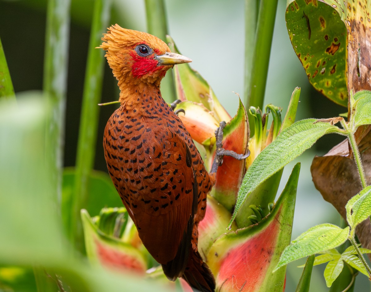 Chestnut-colored Woodpecker - ML620515429