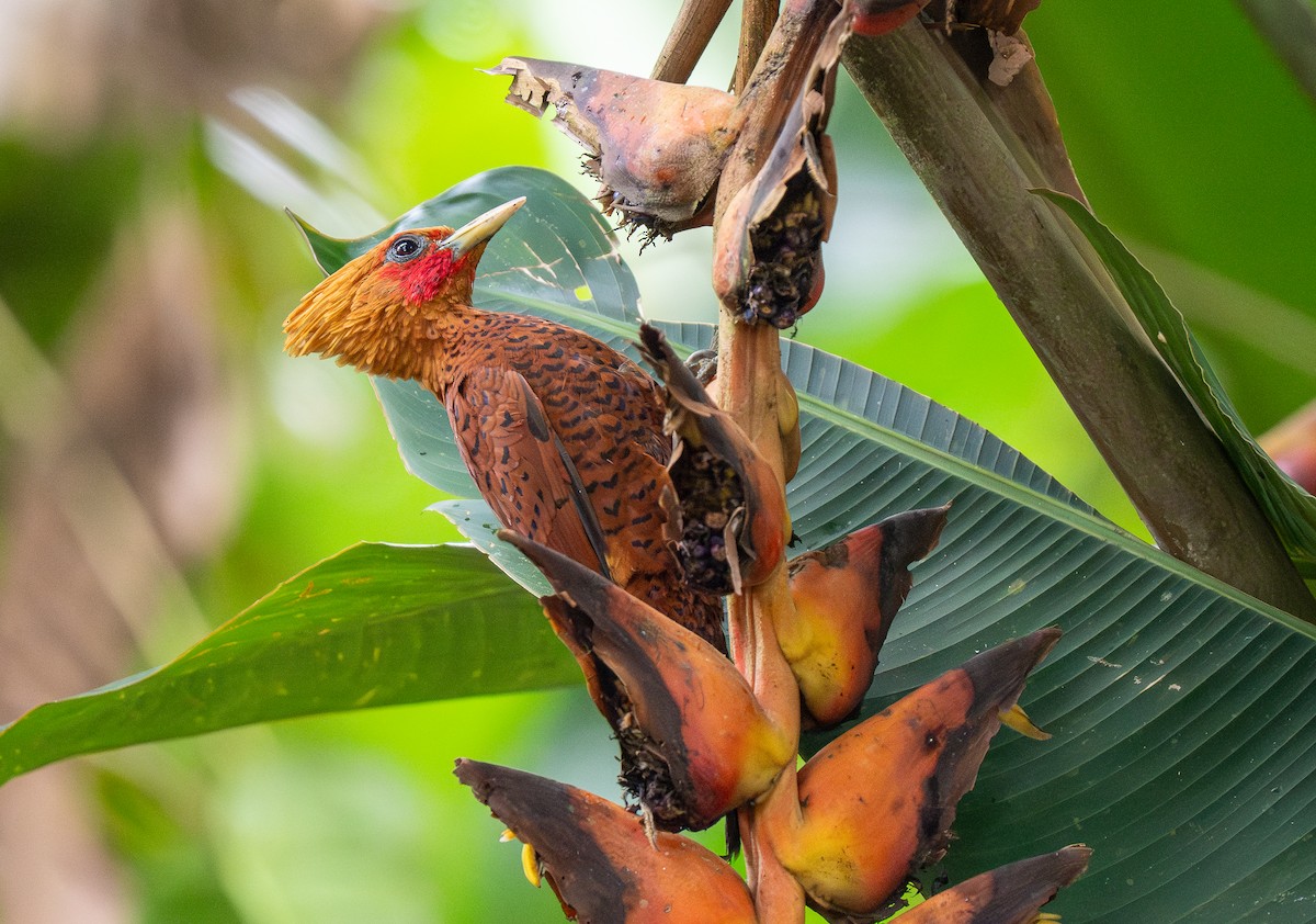 Chestnut-colored Woodpecker - ML620515430