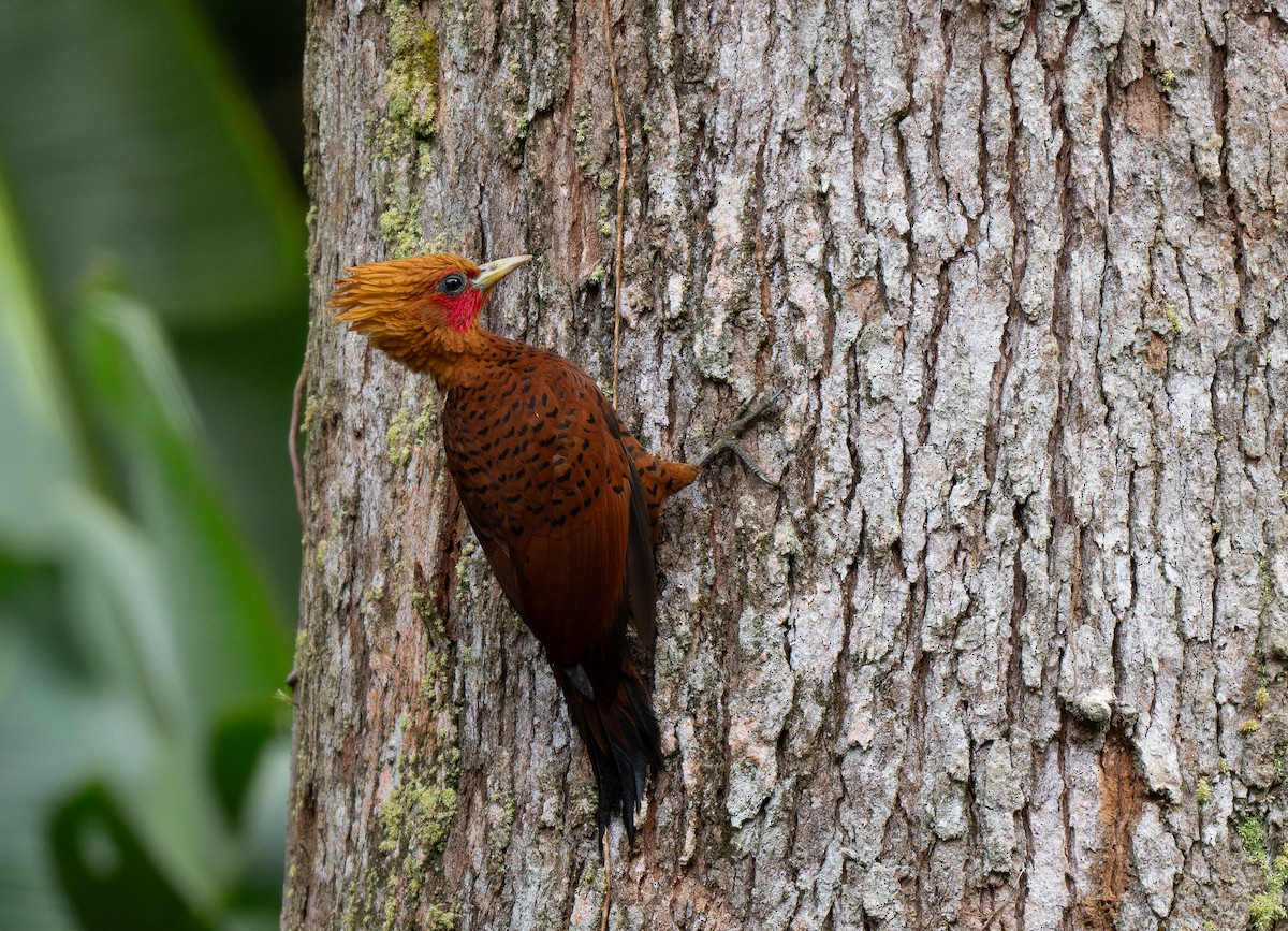 Chestnut-colored Woodpecker - ML620515431