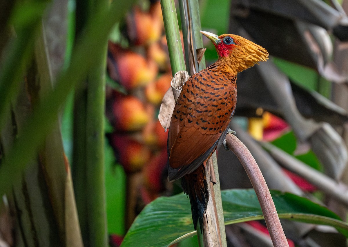 Chestnut-colored Woodpecker - ML620515432