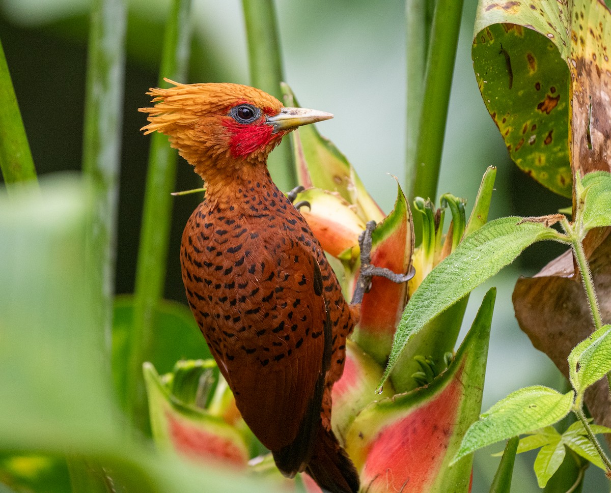 Chestnut-colored Woodpecker - ML620515434