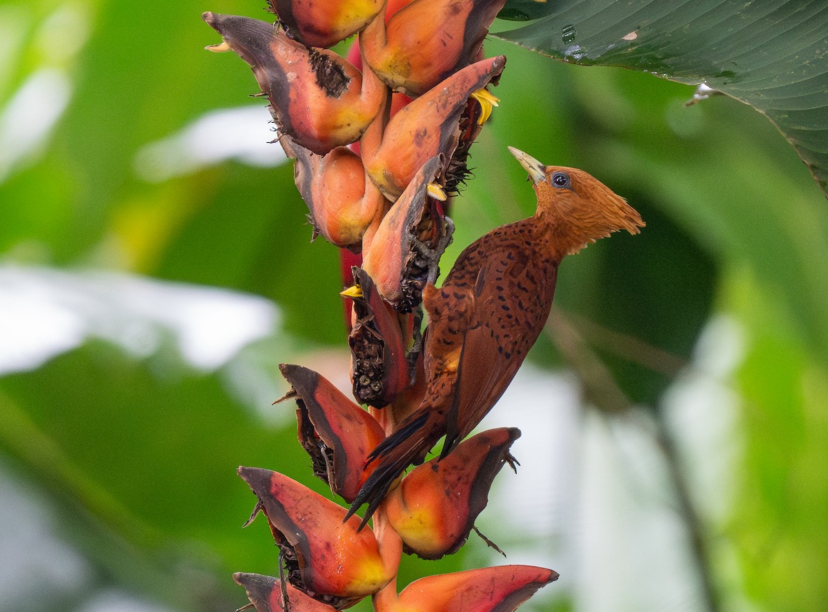 Chestnut-colored Woodpecker - ML620515435