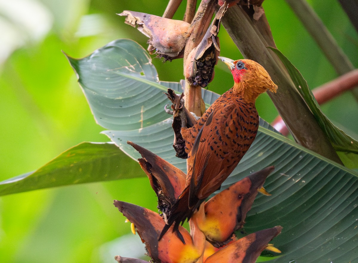 Chestnut-colored Woodpecker - ML620515436