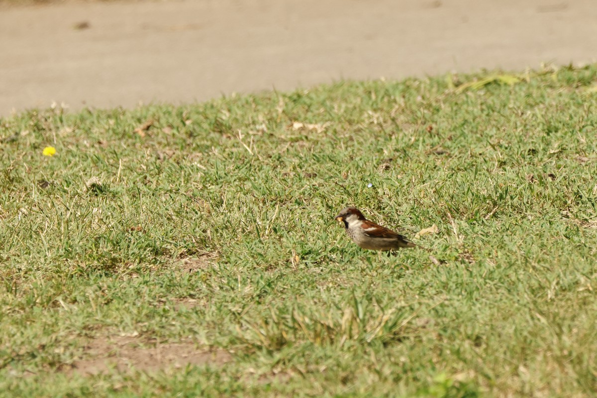 House Sparrow - ML620515438