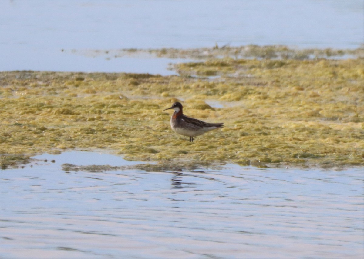 Red-necked Phalarope - ML620515439