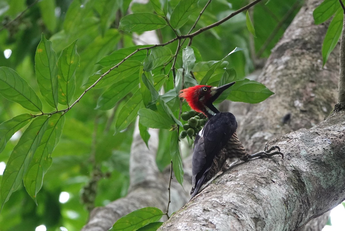 Crimson-crested Woodpecker - Alexa Veenema