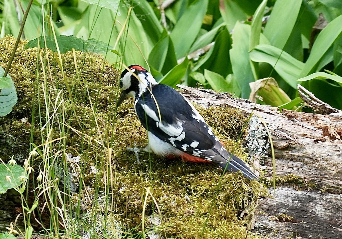 Great Spotted Woodpecker - ML620515442